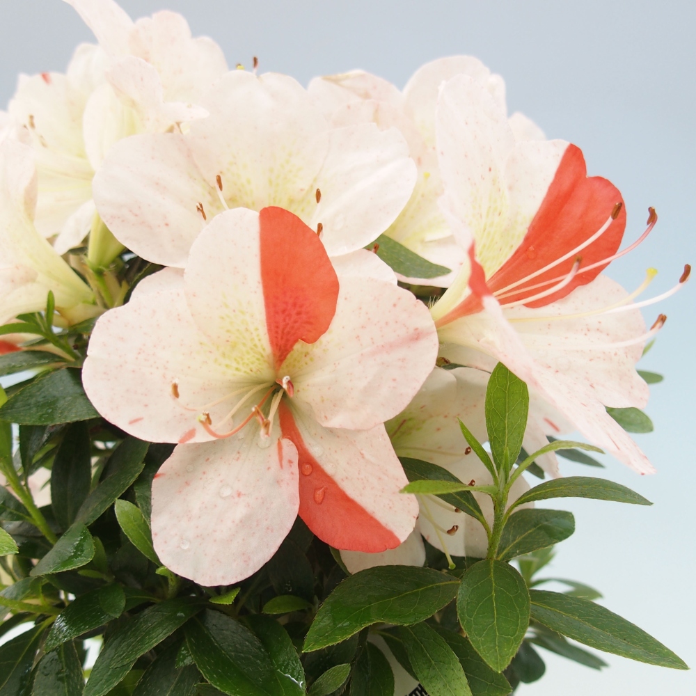 Outdoor bonsai - Japanese azalea - Azalea Asazakura