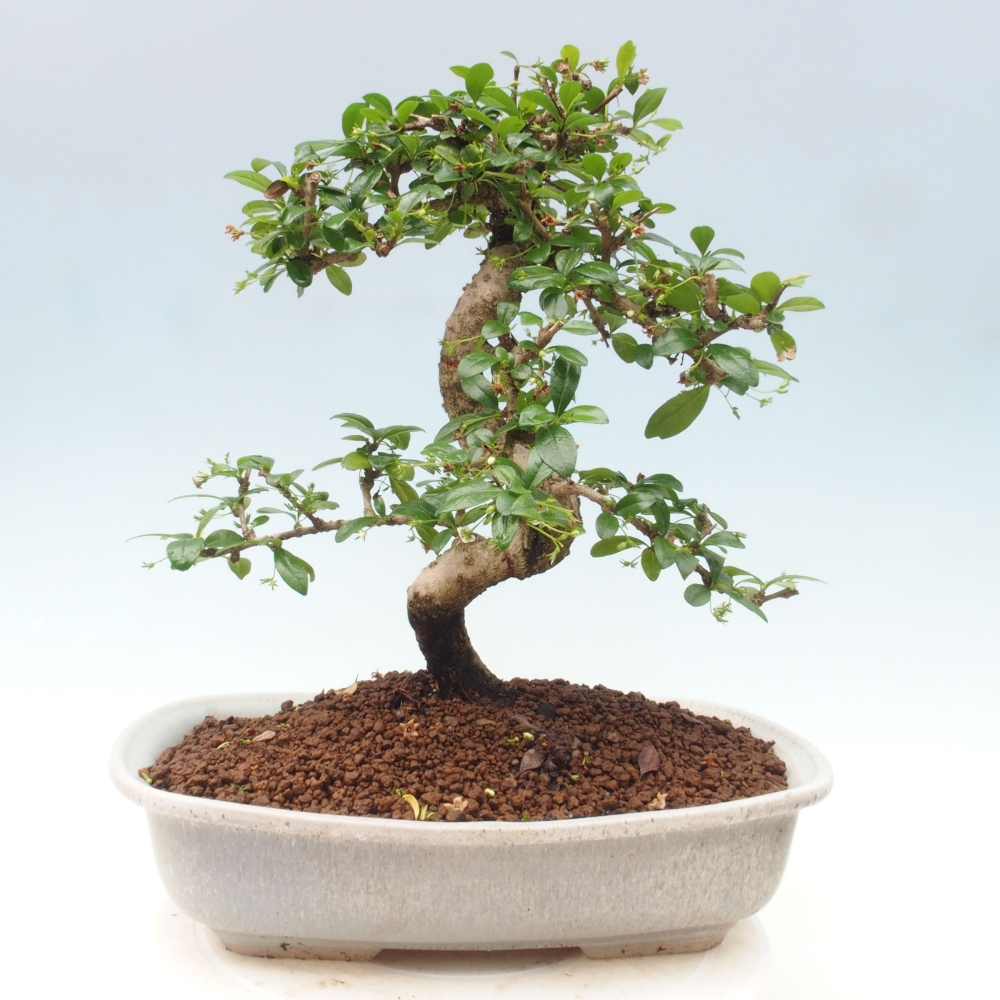 Room bonsai - Carmona macrophylla - Tea fuki