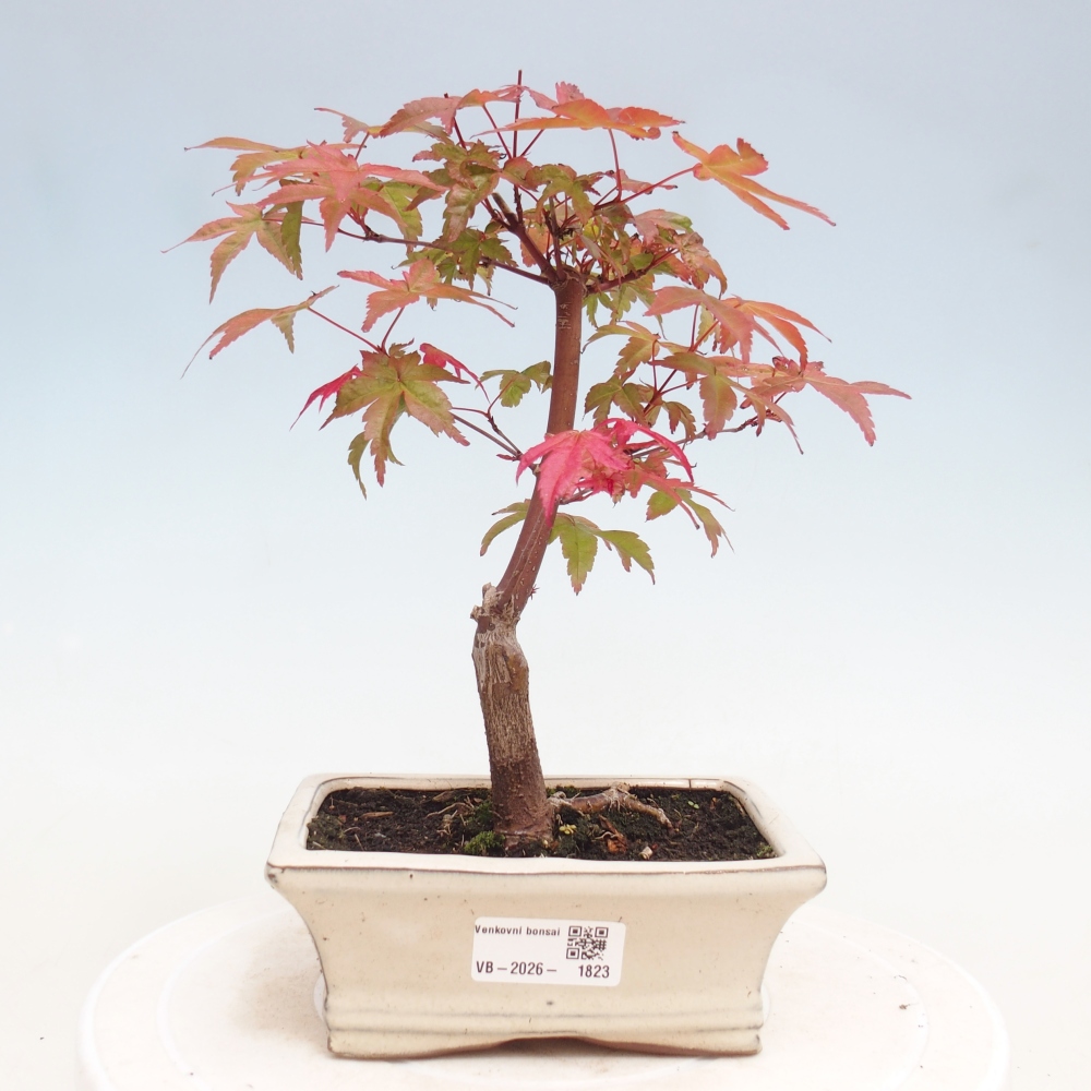 Outdoor bonsai - Acer palmatum DESHOJO