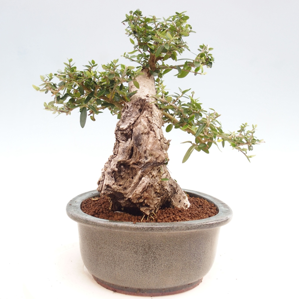 Indoor bonsai - Olea europaea sylvestris - European small-leaved olive oil