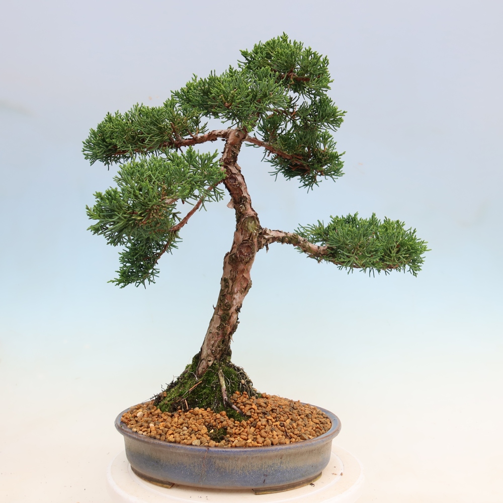 Outdoor bonsai - Juniperus chinensis Kishu