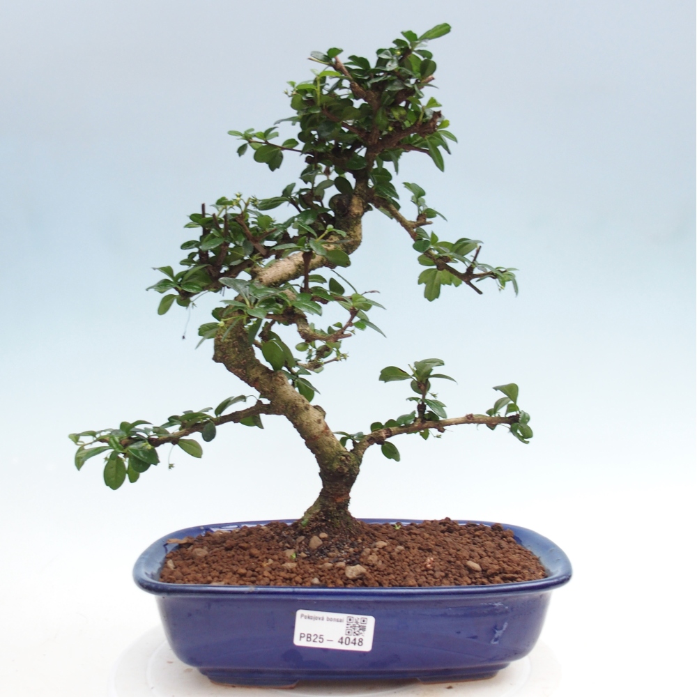 Room bonsai - Carmona macrophylla - Tea fuki