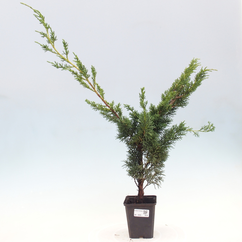 Outdoor bonsai - Juniperus chinensis Kishu