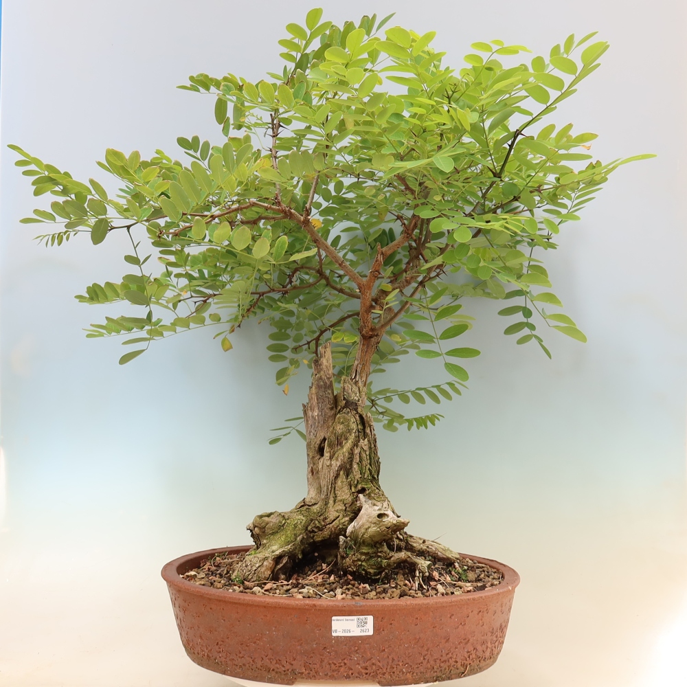 Outdoor Bonsai - Black Locust - Robinia pseudoacacia