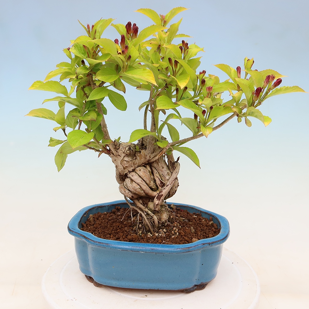 Outdoor Bonsai - Weigela subsessilis - Korean Weigela