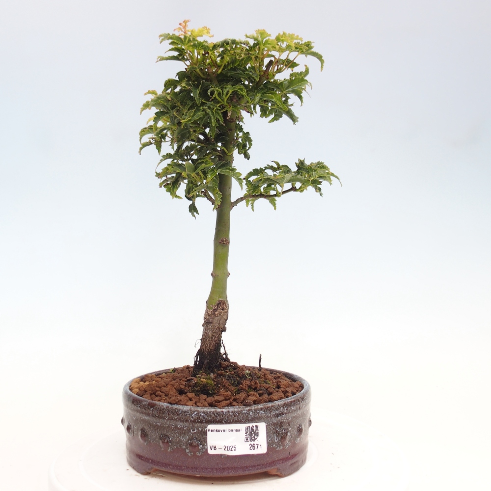 Outdoor bonsai - Acer palmatum Shishigashira maple