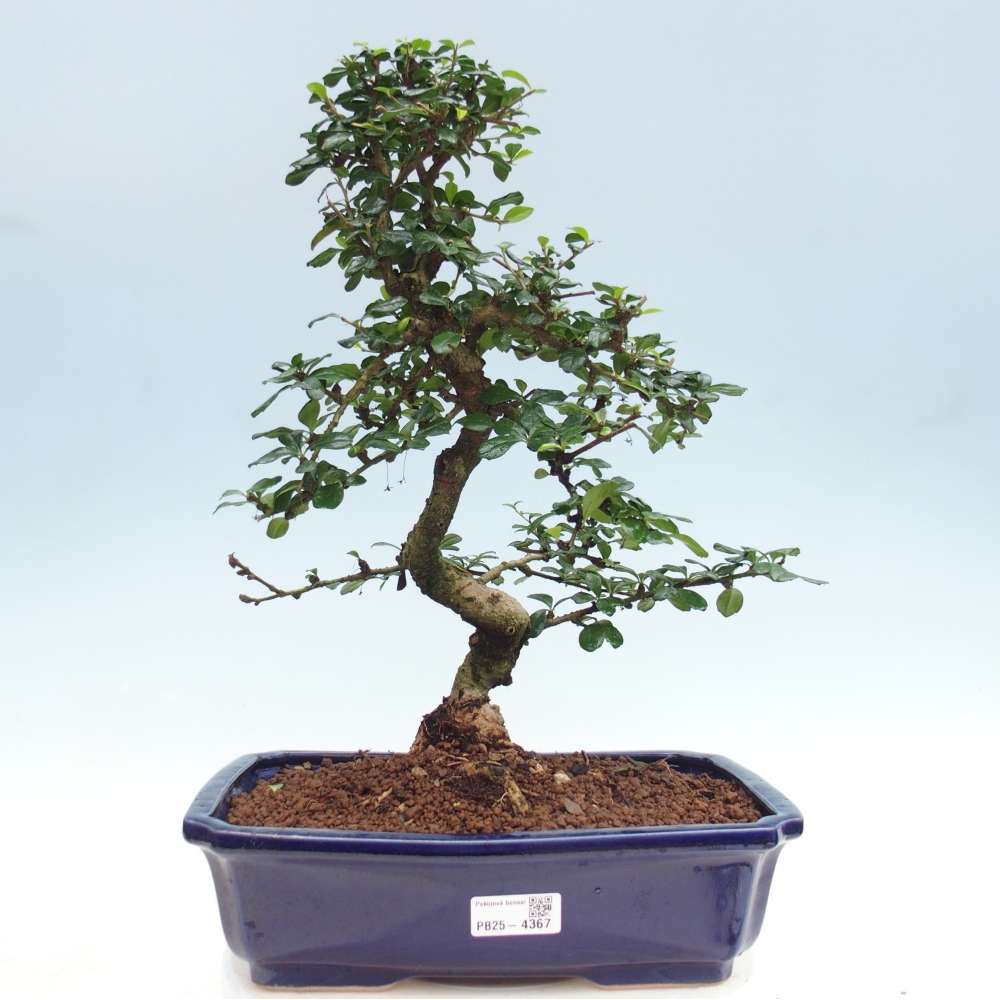 Room bonsai - Carmona macrophylla - Tea fuki