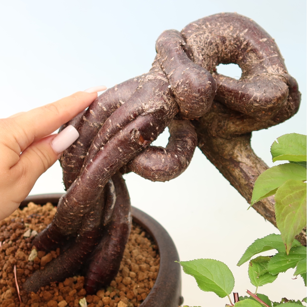 Outdoor Bonsai - Japanese Apricot - Prunus Mume