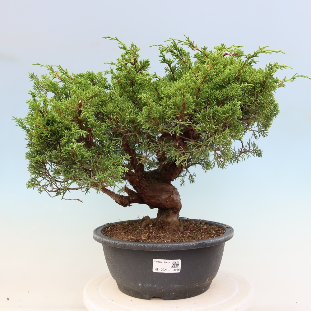 Outdoor Bonsai - Juniperus chinensis Itoigawa - Chinese Juniper