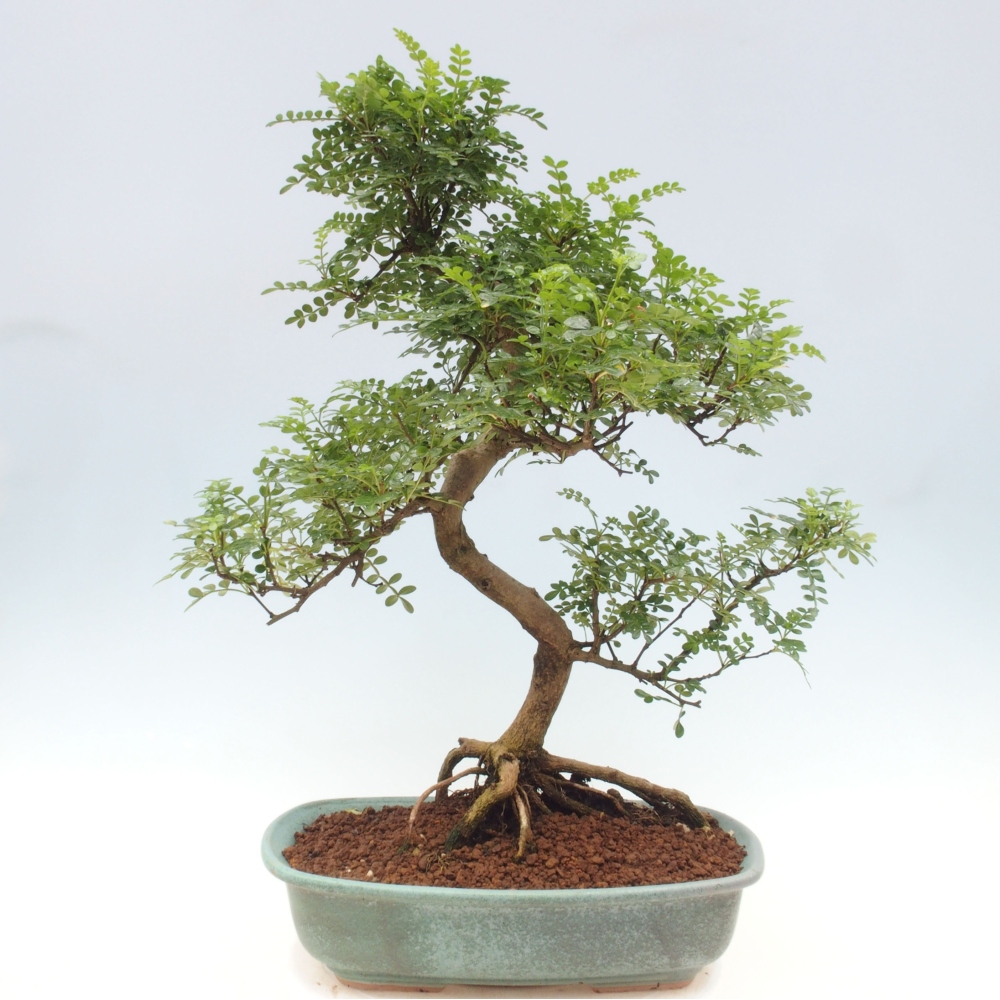 Indoor bonsai - Zantoxylum piperitum - Peppermint