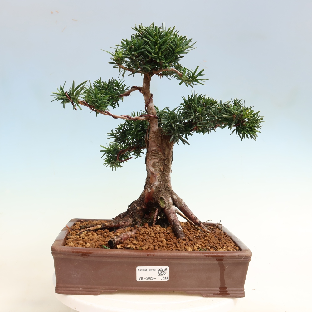 Outdoor Bonsai - Taxus cuspidata  - Japanese Yew