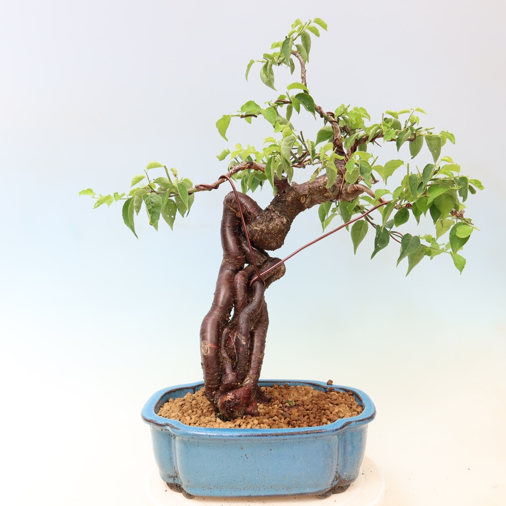 Outdoor Bonsai - Japanese Apricot - Prunus Mume