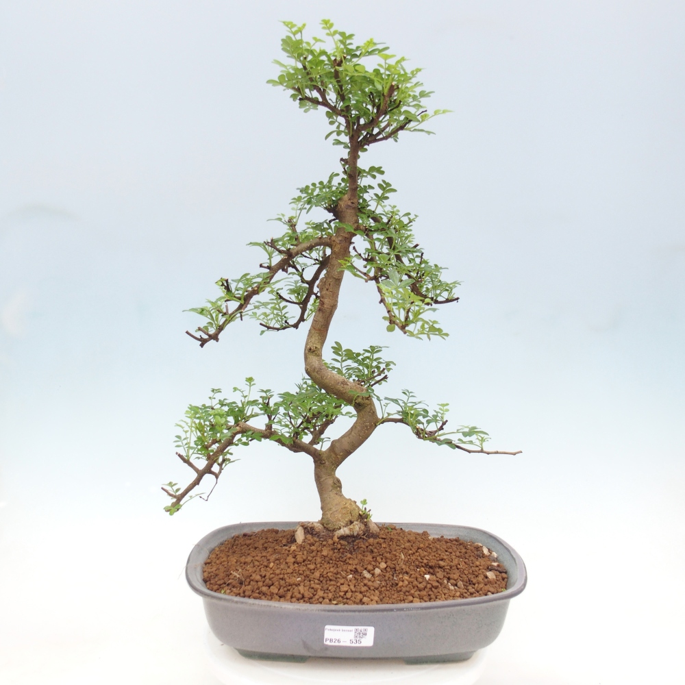 Room bonsai - Zantoxylum piperitum - pepper tree