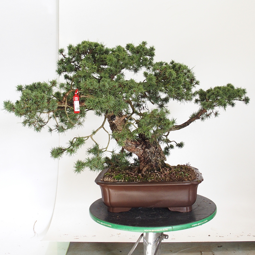 Yamadori - Pinus sylvestris Spain