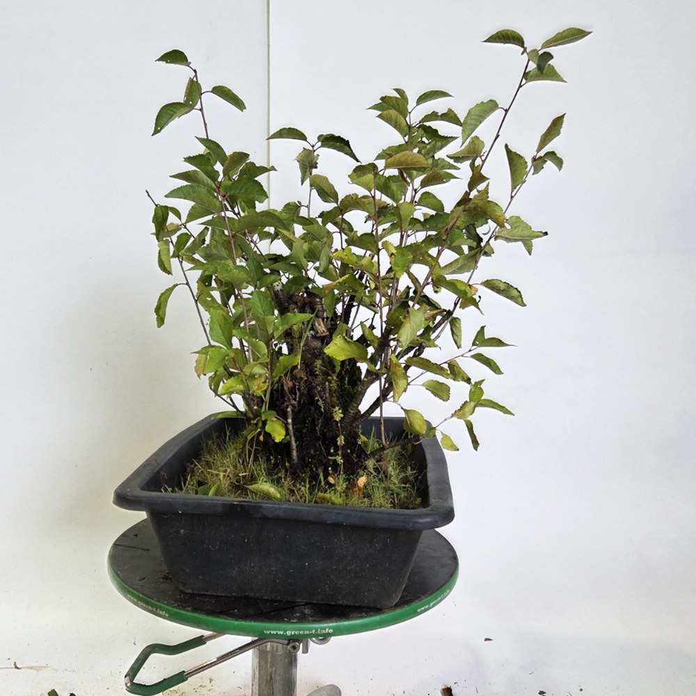 Outdoor bonsai Cherry - Prunus aviata