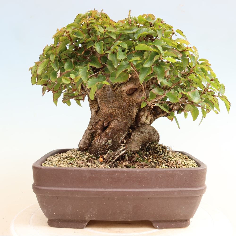 Outdoor bonsai -Carpinus CARPINOIDES - Korean Hornbeam