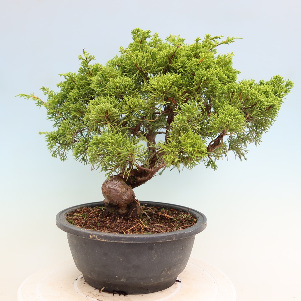 Outdoor Bonsai - Juniperus chinensis Itoigawa - Chinese Juniper