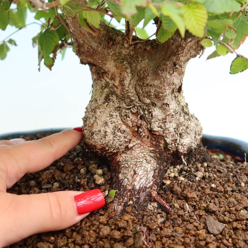 Outdoor bonsai -Carpinus coreana - Korean Hornbeam