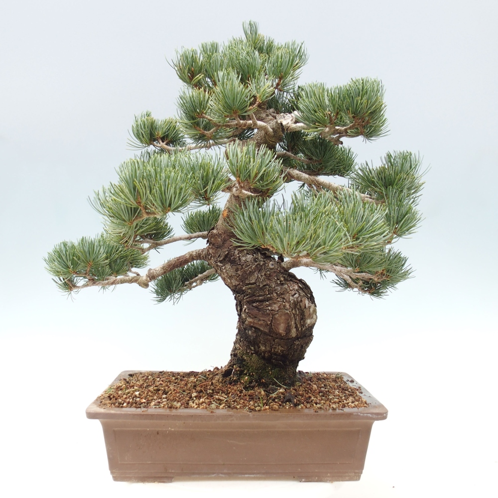 Outdoor bonsai - Pinus parviflora - Small pine tree