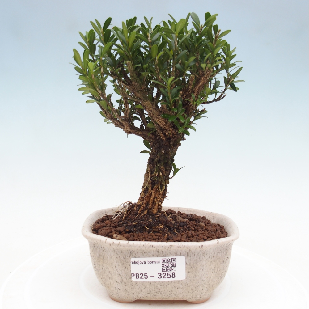 Room bonsai - Buxus harlandii - cork buxus