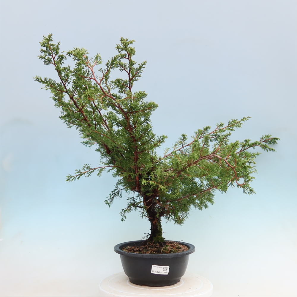 Outdoor Bonsai - Juniperus chinensis Itoigawa - Chinese Juniper