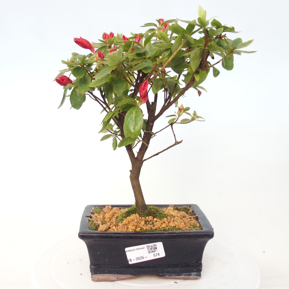Outdoor bonsai - Japanese azalea - Azalea sp.