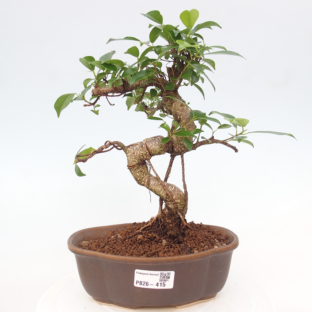 Room bonsai - Ficus retusa - small-leaved ficus