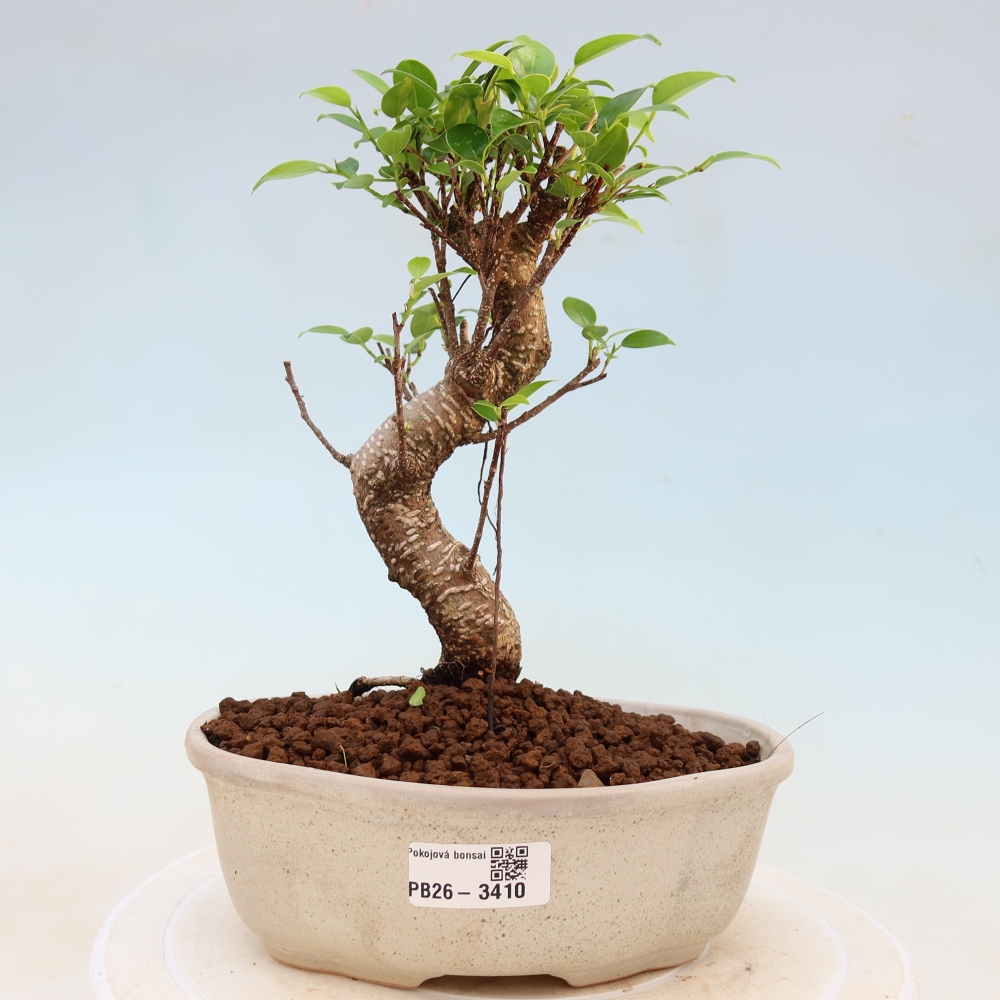 Room bonsai - Ficus kimmen - small-leaved ficus