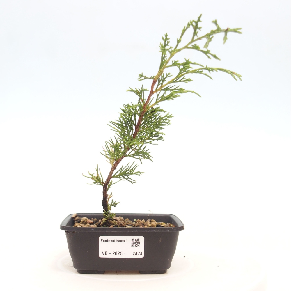 Outdoor bonsai - Juniperus chinensis Itoigawa - Chinese juniper