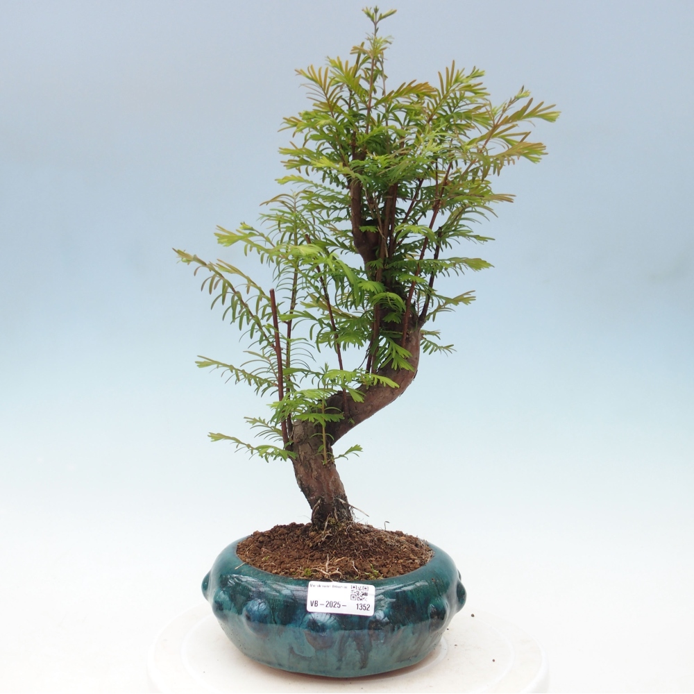 Outdoor bonsai - Metasequoia glyptostroboides - Chinese Metasequoia