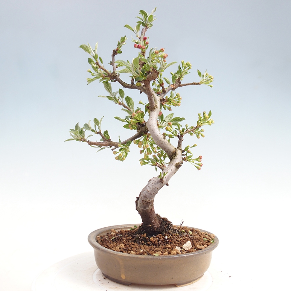 Outdoor bonsai - Malus sargentii - Small-fruited apple tree