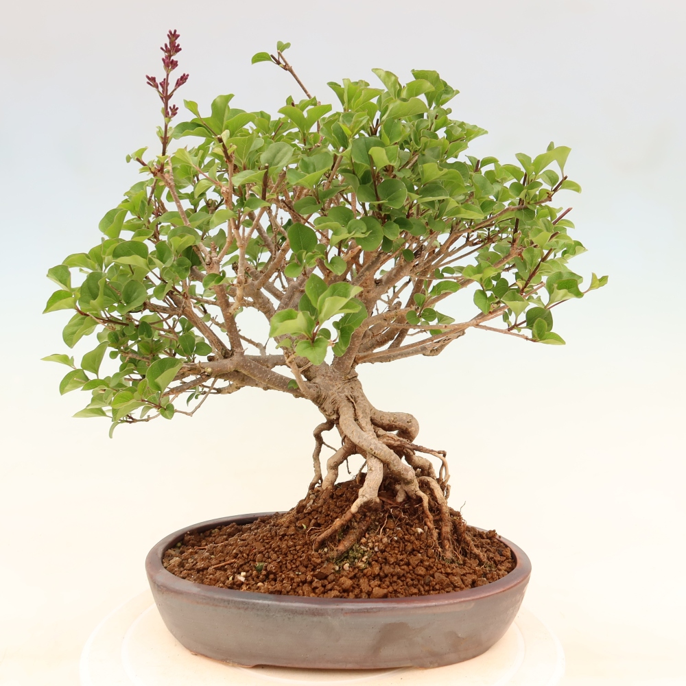 Outdoor bonsai - Syringa microphylla - small-flowered lilac