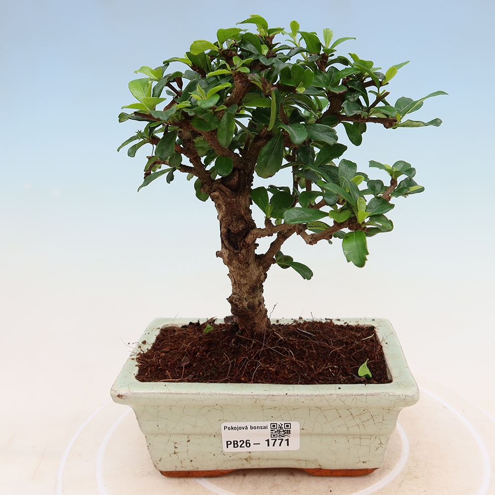 Room bonsai - Carmona macrophylla - Tea fuki