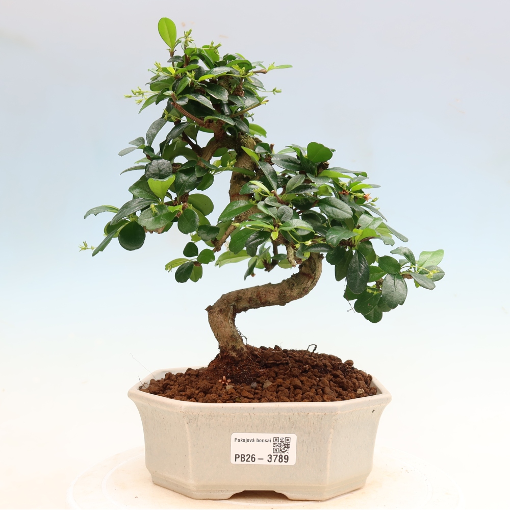 Room bonsai - Carmona macrophylla - Tea fuki