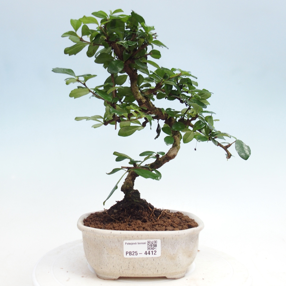 Room bonsai - Carmona macrophylla - Tea fuki