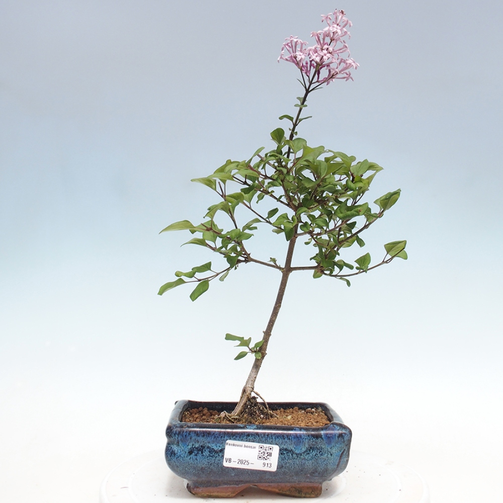 Outdoor bonsai - Syringa Meyeri Palibin - Meyer's Lilac