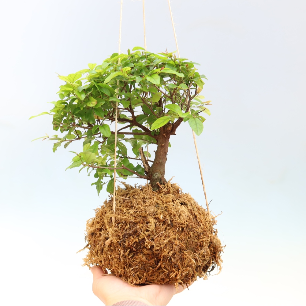 Kokedama in ceramics -Sagerecia tea - Sageretia thea