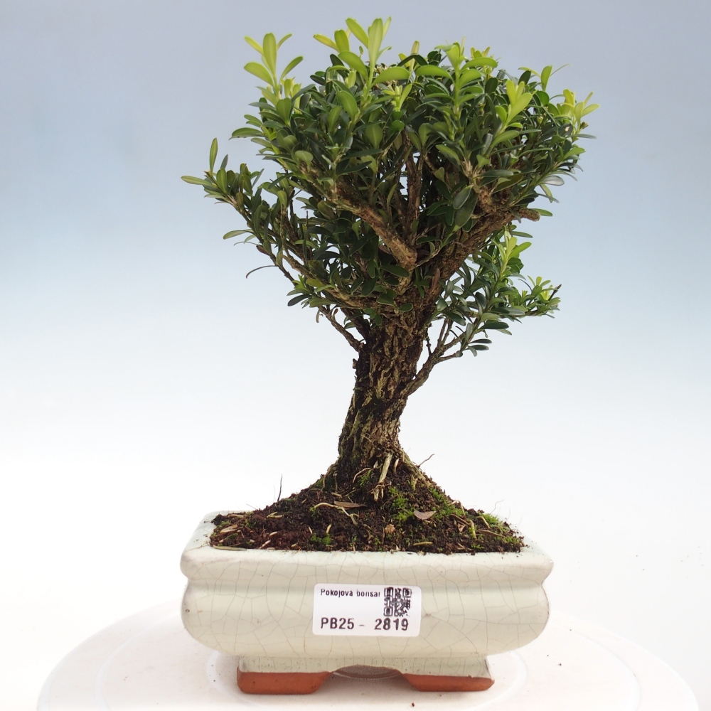Room Bonsai - Buxus harlandii - Cork boxwood