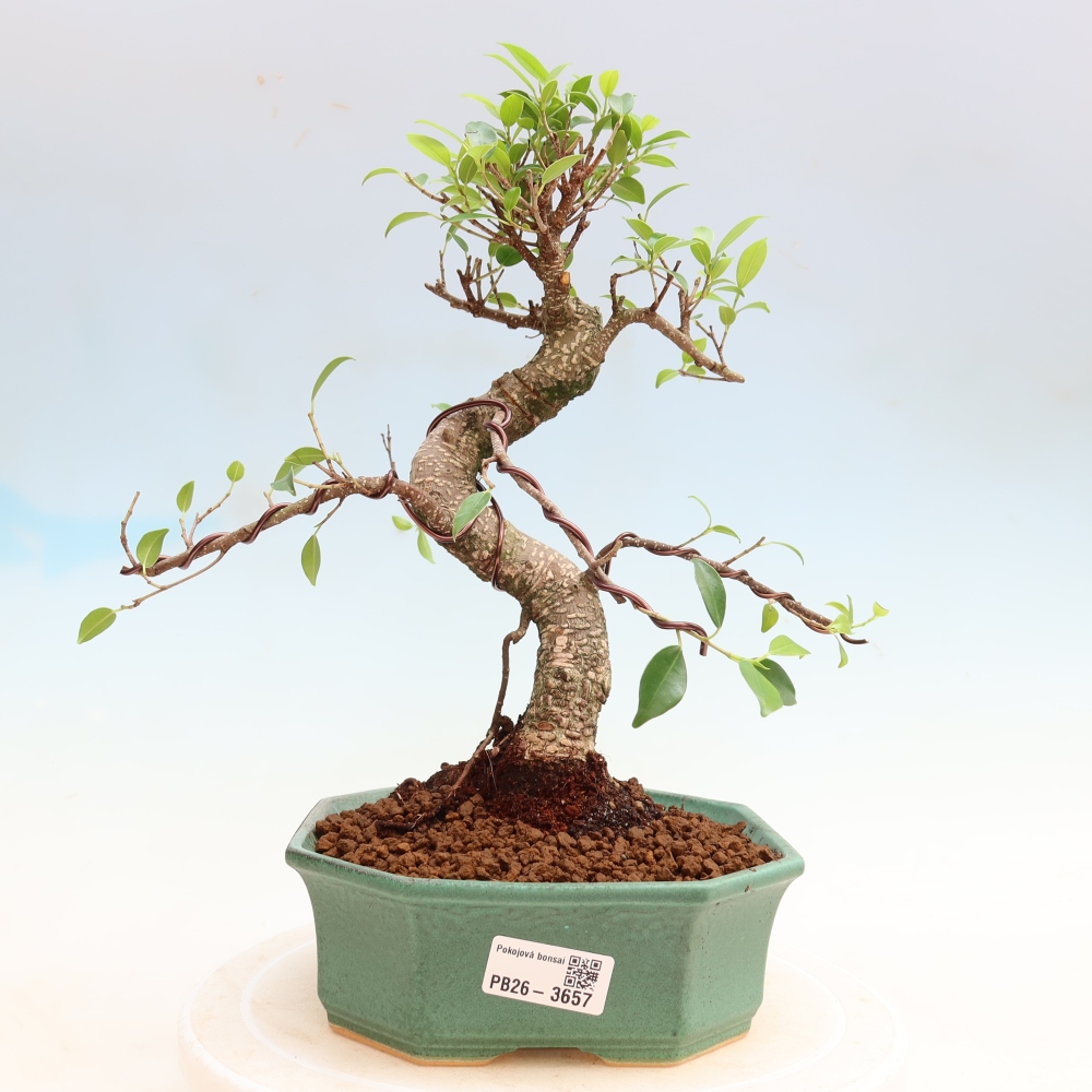 Room bonsai - Ficus kimmen - small-leaved ficus