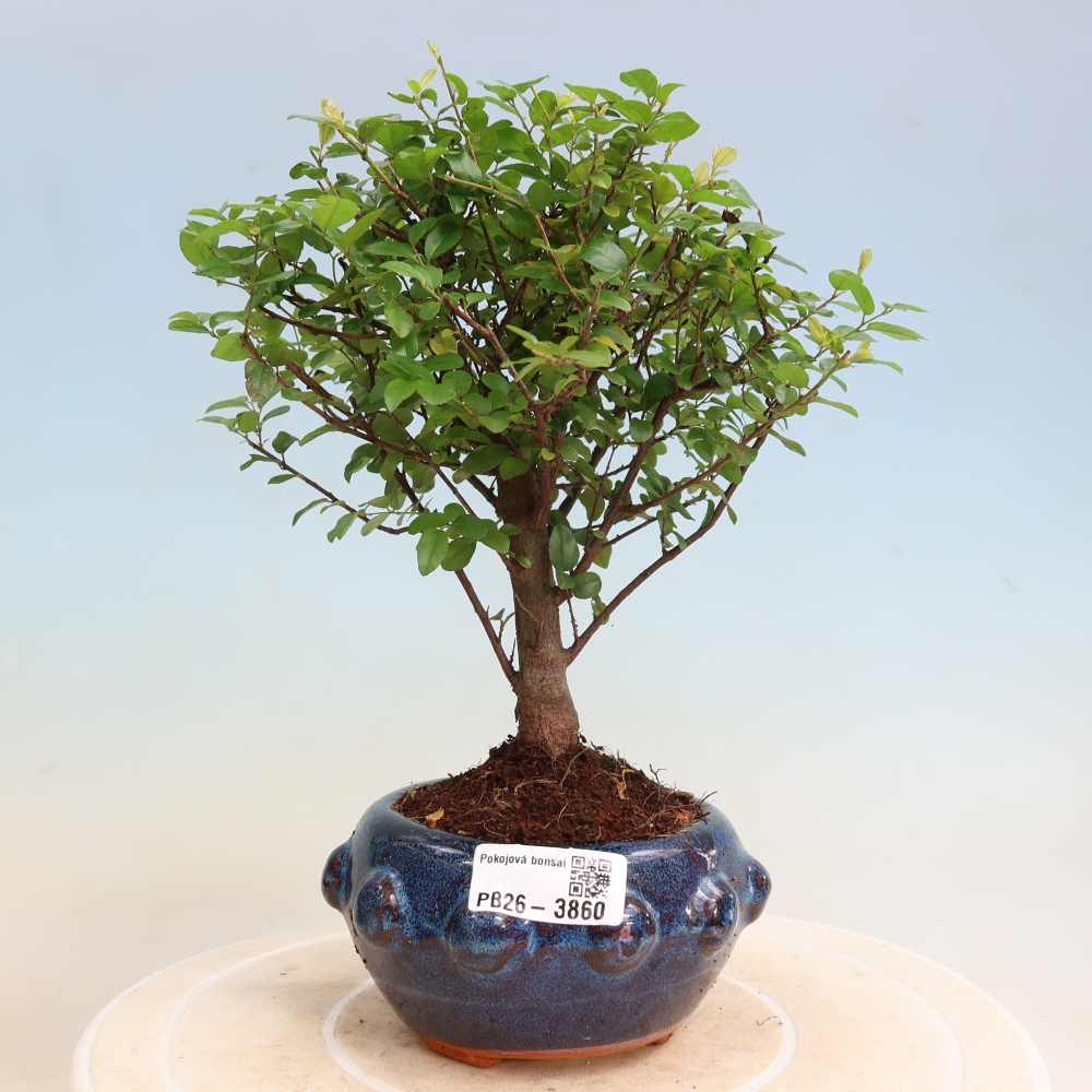 Room bonsai - Sageretia thea - Sageretia thea