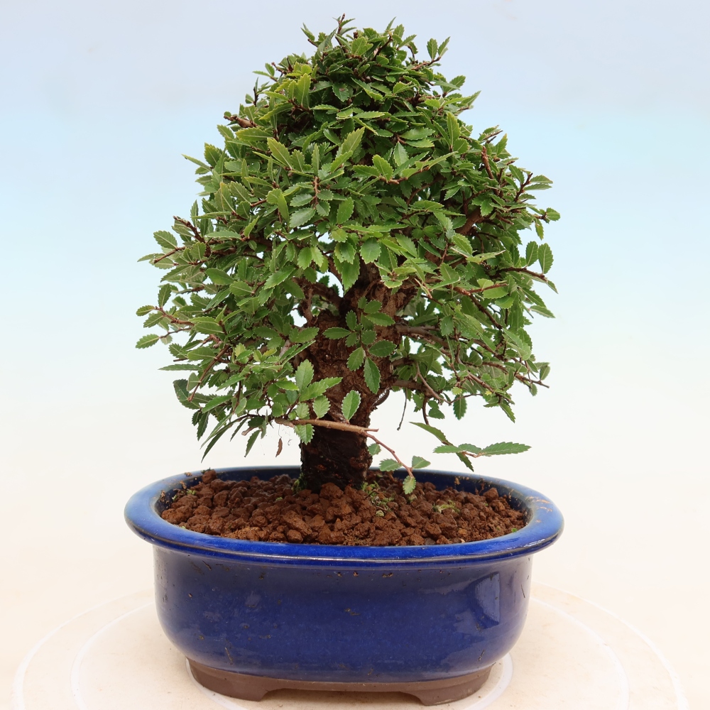 Outdoor bonsai - Zelkova - Zelkova NIRE