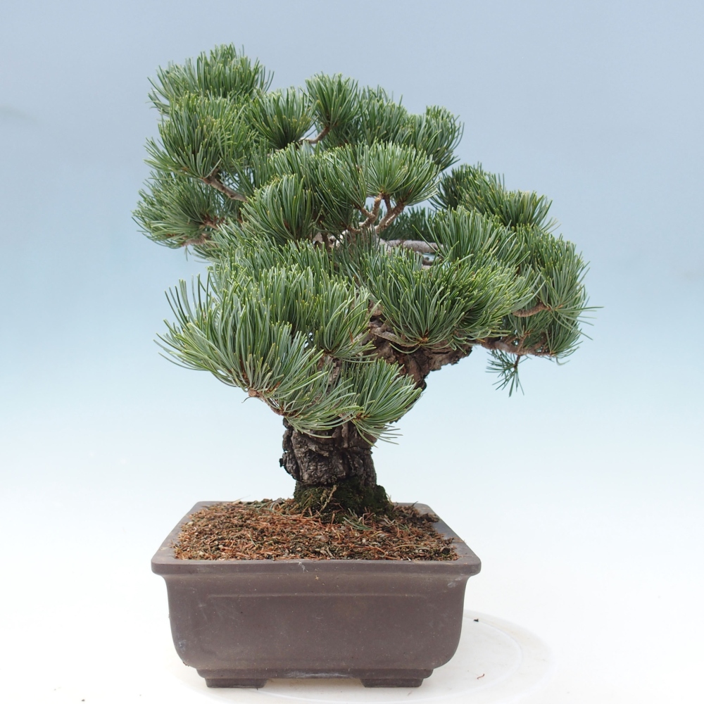 Outdoor bonsai - Pinus parviflora - Small pine tree
