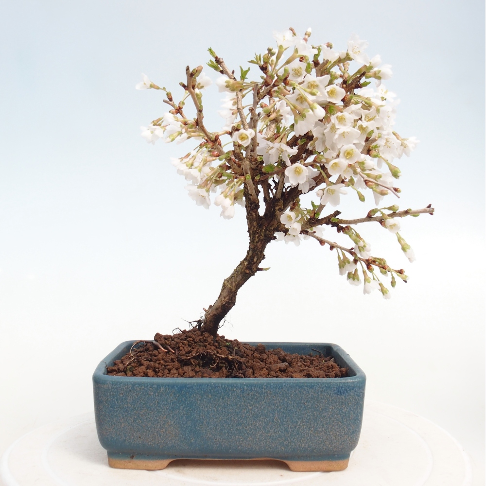 Outdoor bonsai - Prunus incisa Kojou-no mai-Plivon cut out