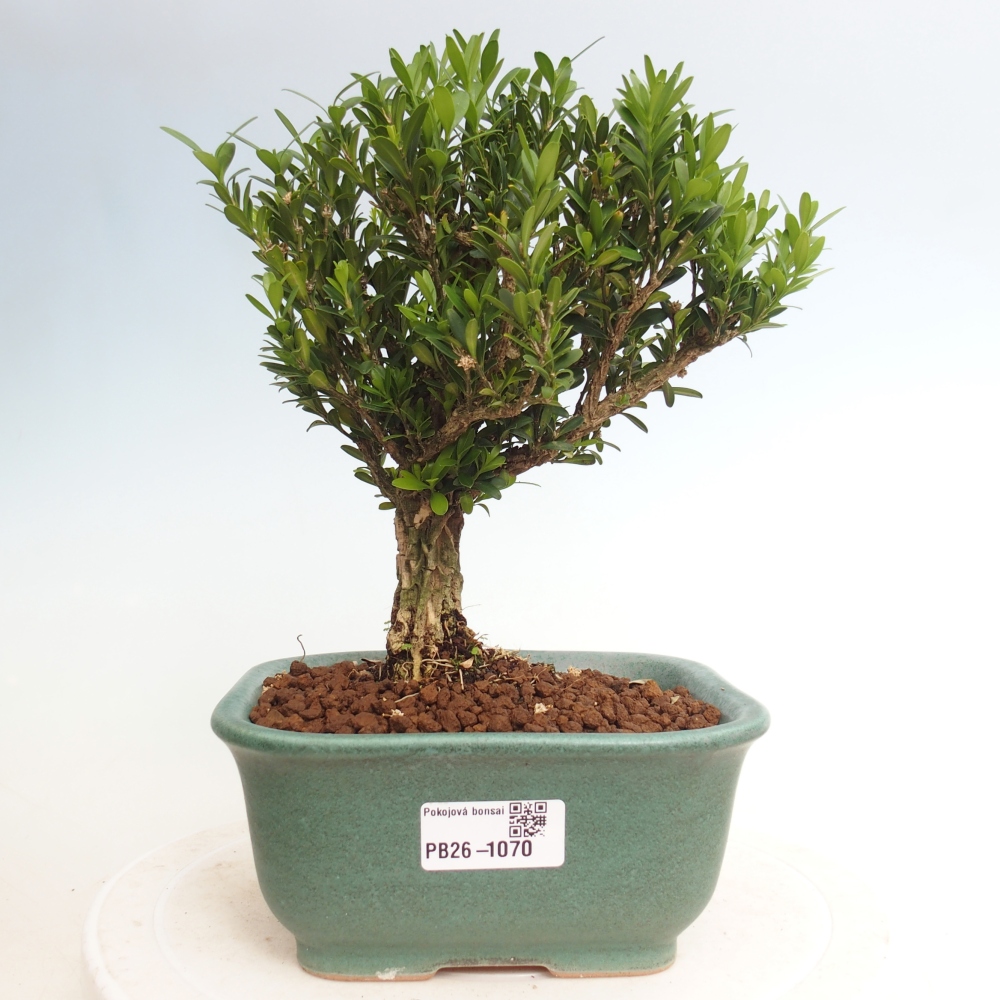 Room bonsai - Buxus harlandii - cork buxus