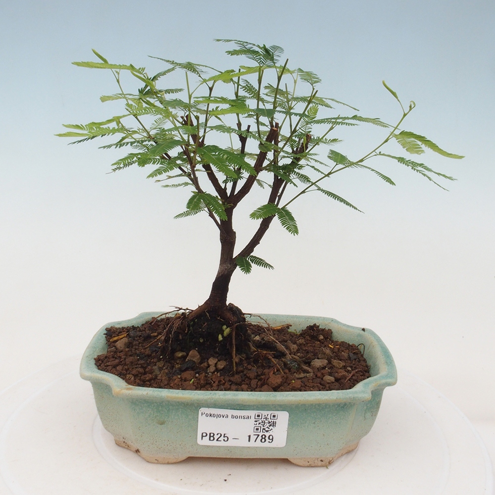 Room bonsai-Calliandra surinamensis Dixie Pink -Kaliandra of Suria
