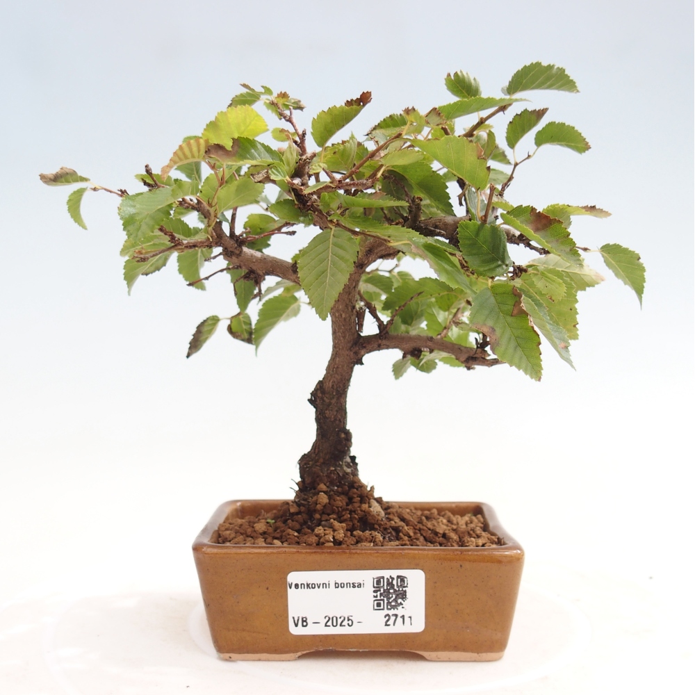 Outdoor bonsai -Carpinus CARPINOIDES - Korean Hornbeam