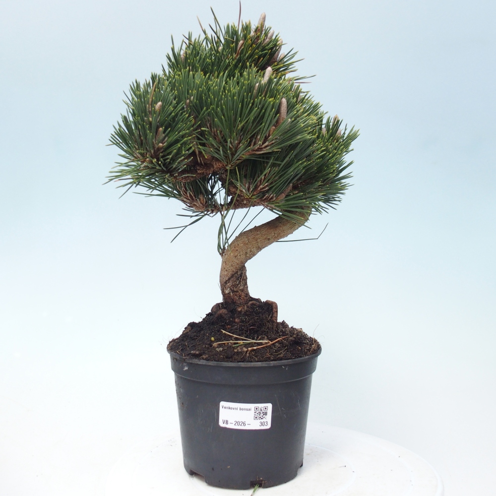 Outdoor bonsai - Pinus thunbergii senjyumaru - Thunberg pine