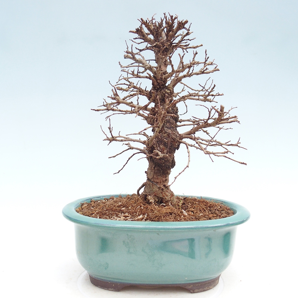 Outdoor bonsai - Zelkova - Zelkova NIRE