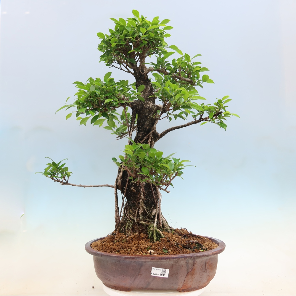Room bonsai - Ficus kimmen - small-leaved ficus