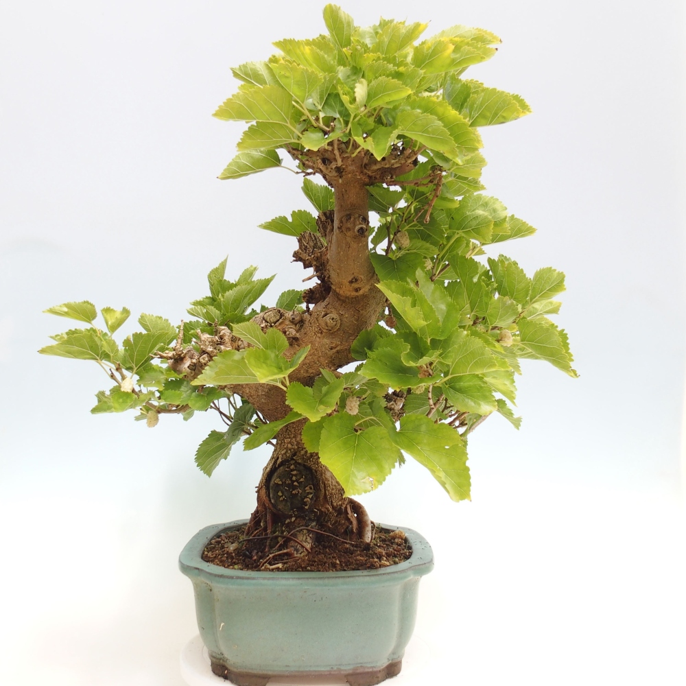 Outdoor bonsai - Morus alba - mulberry